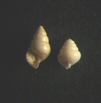 Limacina